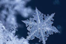 Plateaux repas festifs