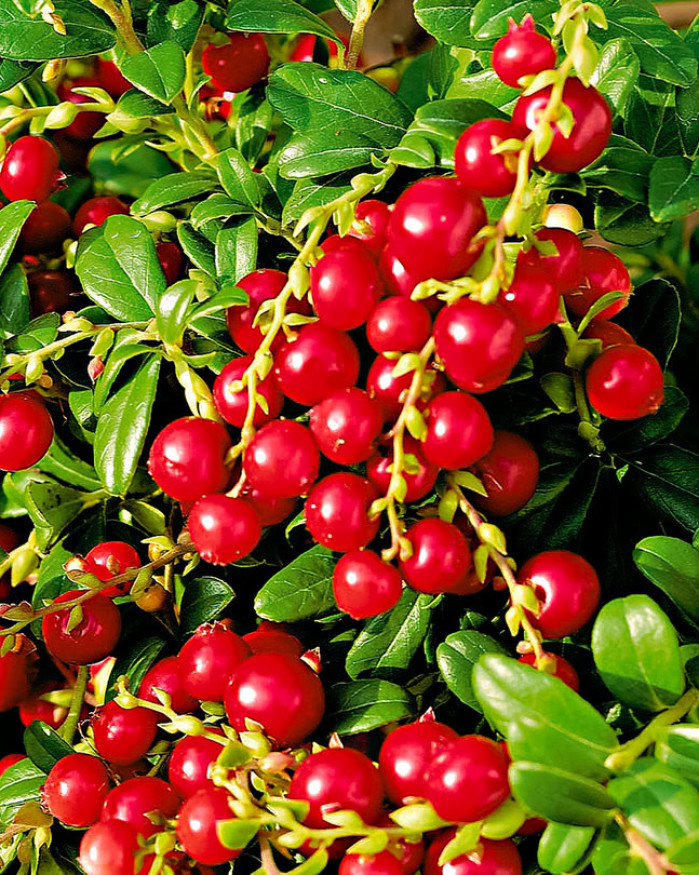 Menu Airelles à partir de 4 pers