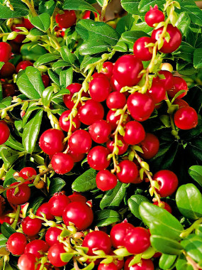 Menu Airelles à partir de 4 pers