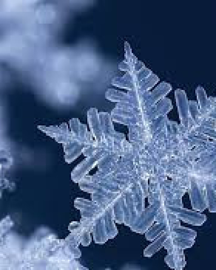 PLATEAU REPAS LE TERRE FESTIF